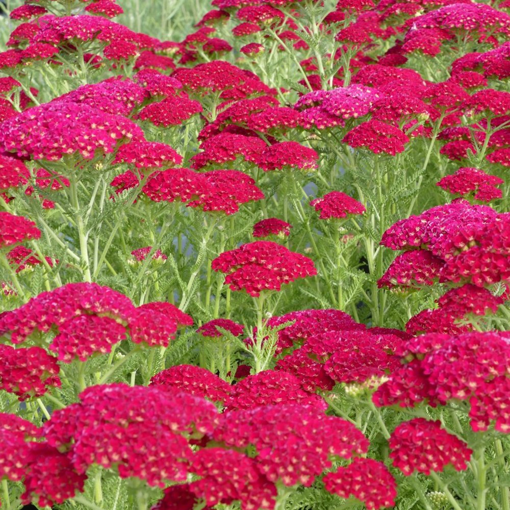 Achillea millefolium 'Tutti Frutti Pomegranate'